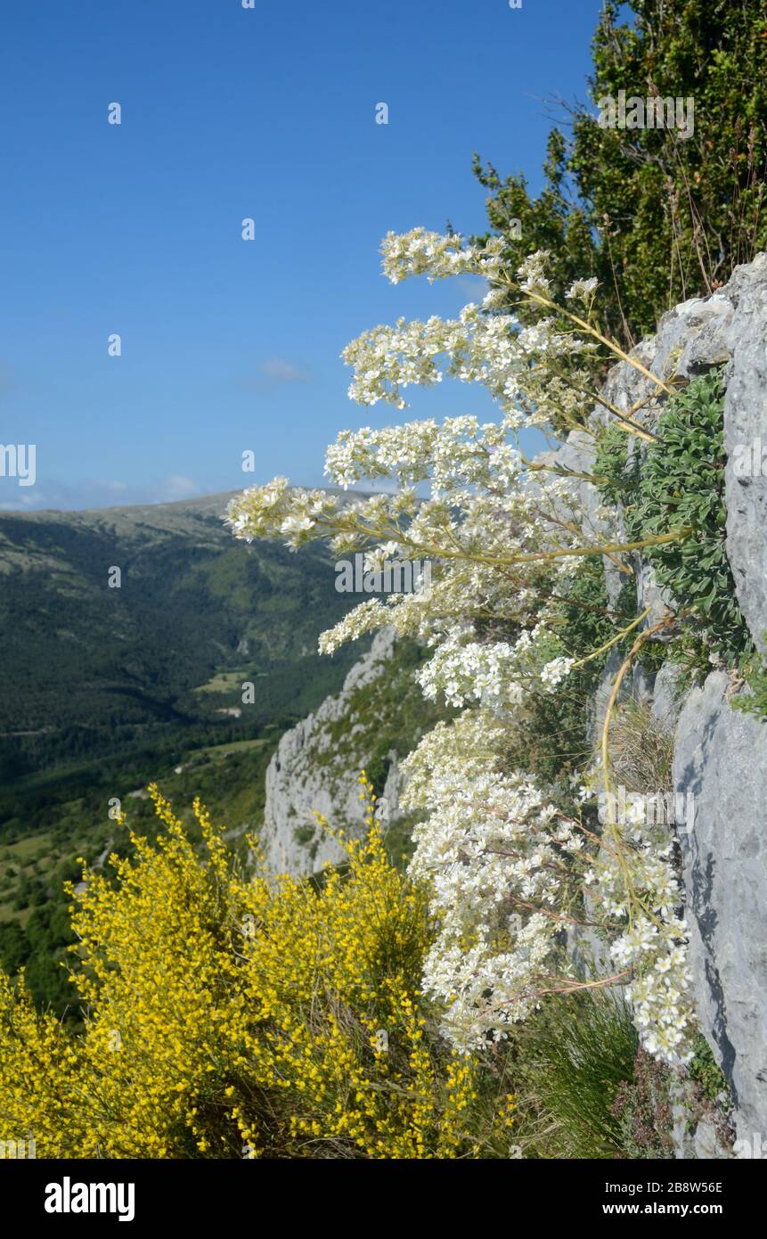 White Rockrose or White Rock-Rose, Helianthemum apeninum, Growing on Old Stone Wall & Flowering Broom Provence France Stock Photo