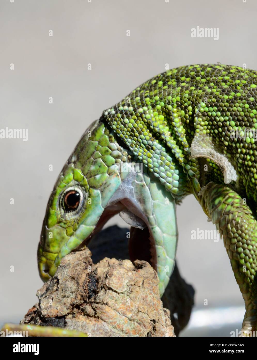 Portrait of Western Green Lizard, Lacerta bilineata, Biting southern France Stock Photo