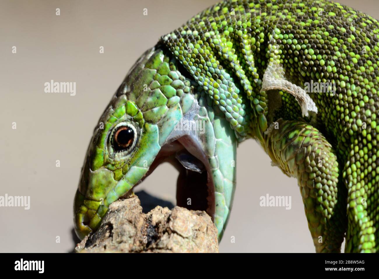 Portrait of Western Green Lizard, Lacerta bilineata, Biting southern France Stock Photo