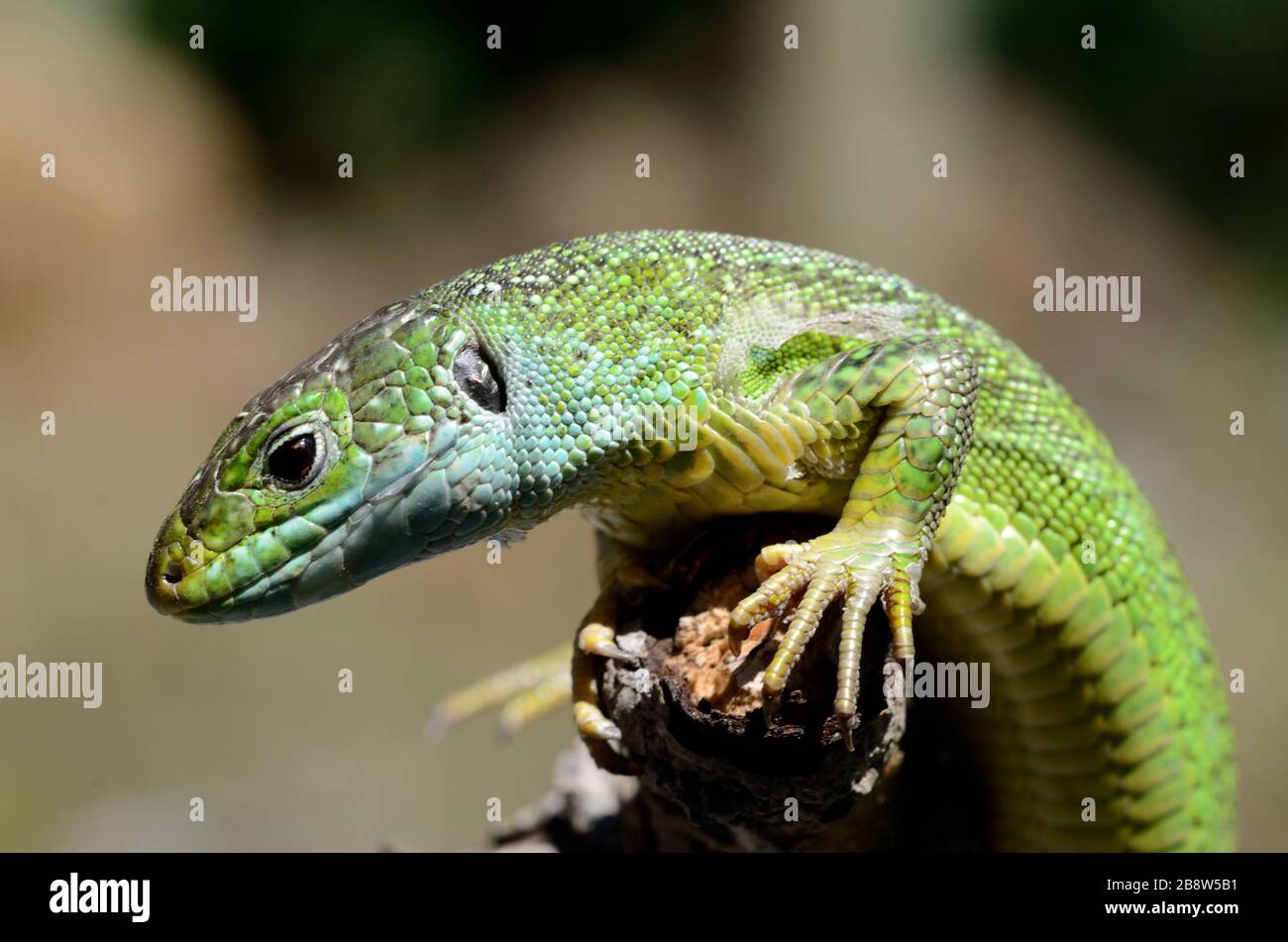 Portrait of Western Green Lizard, Lacerta bilineata, in southern France Stock Photo