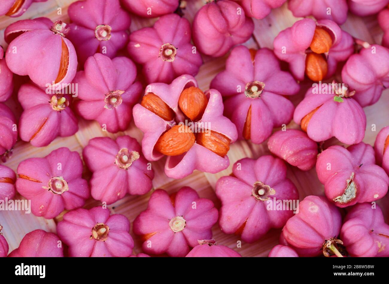 Pink & Orange Spindle Berries Euonymus europaeus, aka Fusoria, Fusanum and Ananbeam Stock Photo
