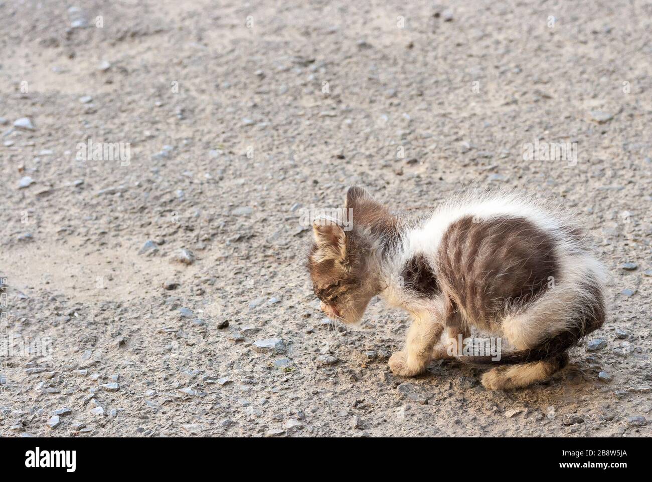 How to feed a starving cat online