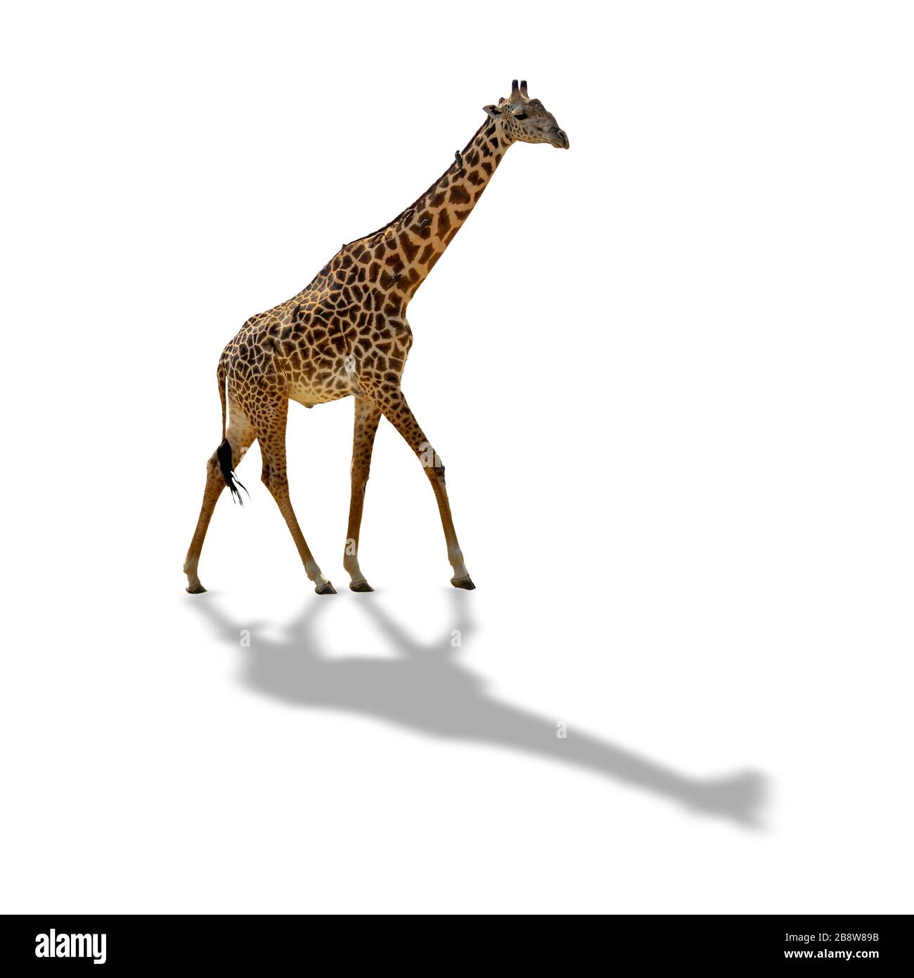 Giraffe isolated on white background with shadow Stock Photo