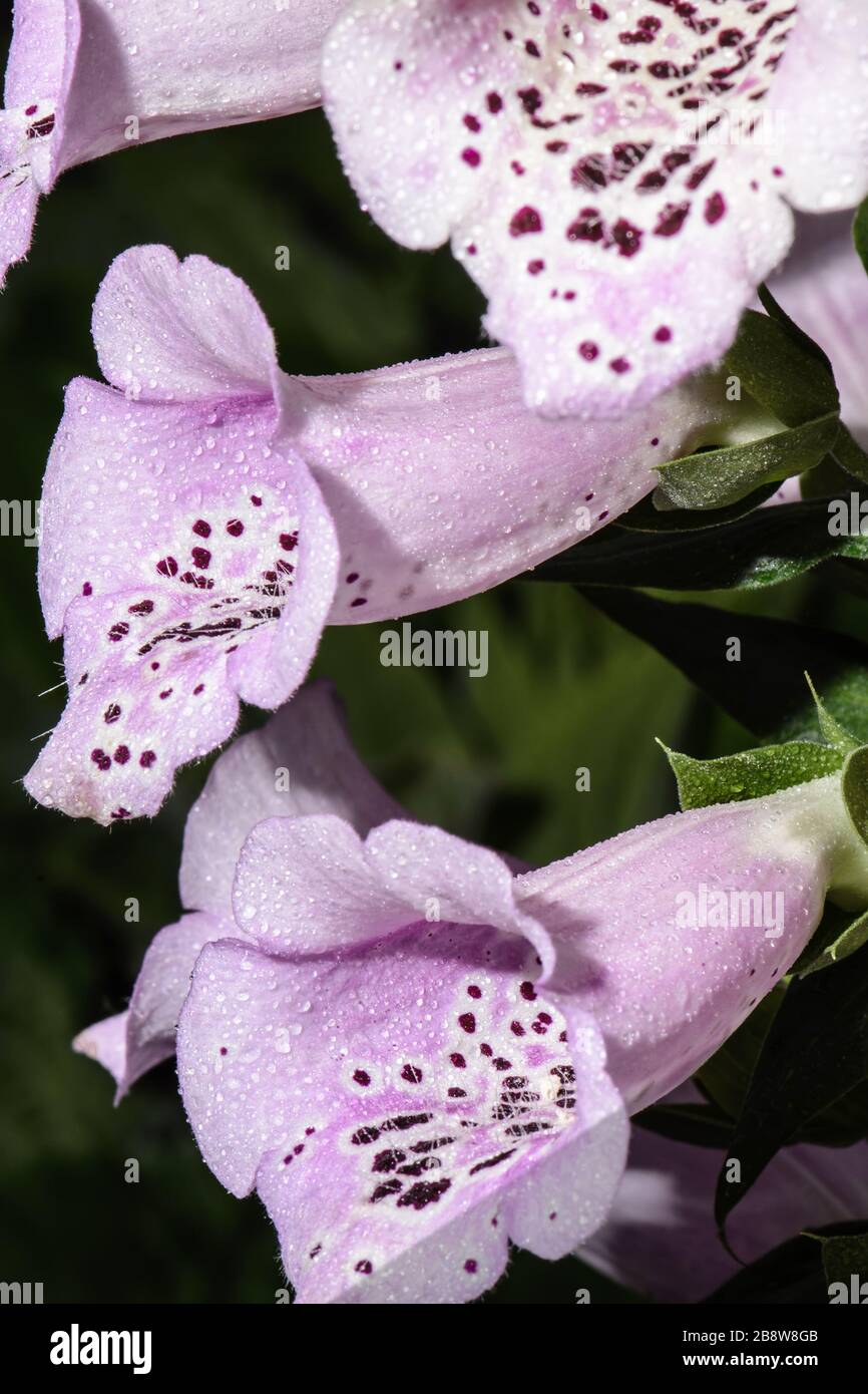 Closeup of 3 violet trumpet flowers with water drops Stock Photo