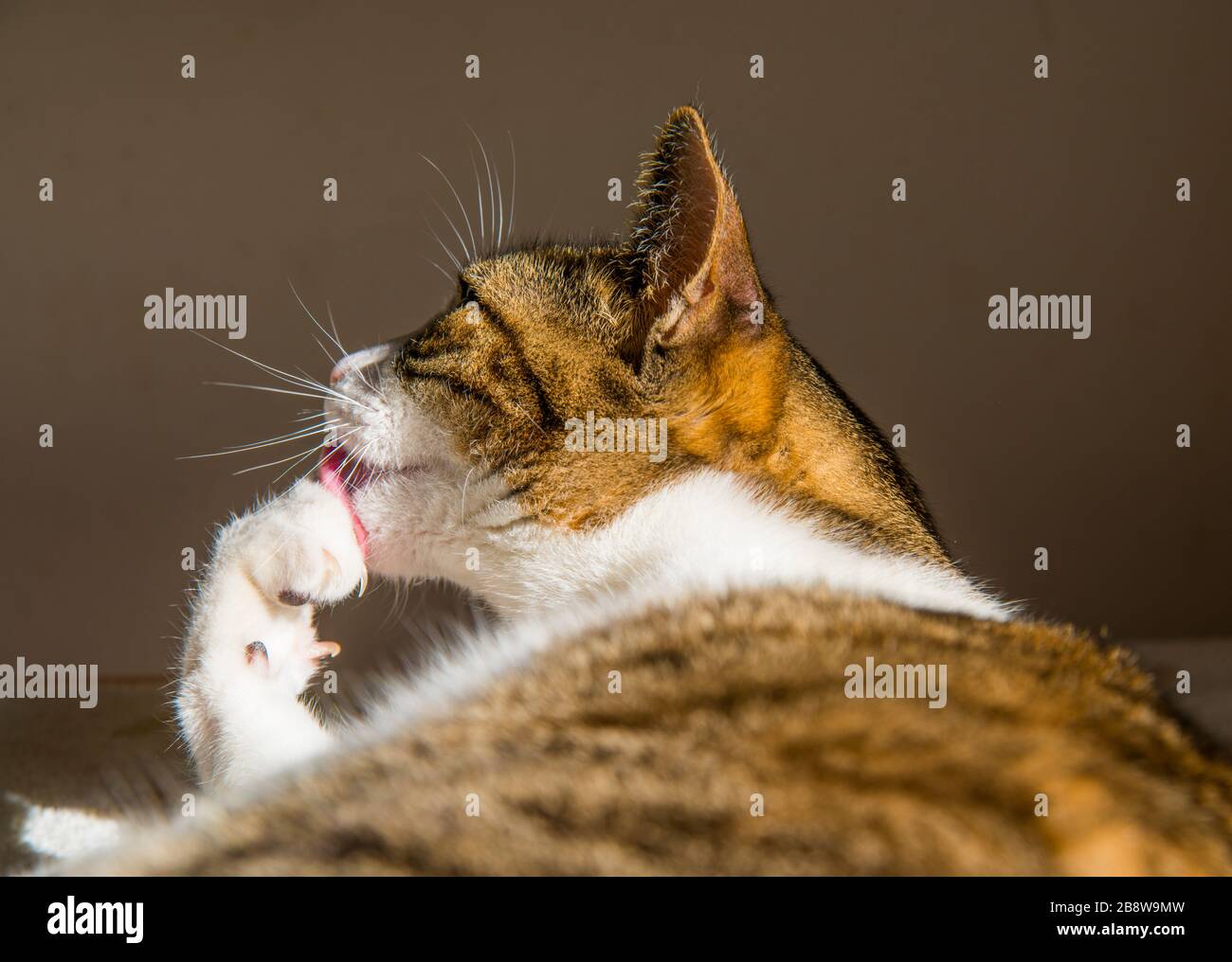 Tabby Cat Licking Its Paw High Resolution Stock Photography and