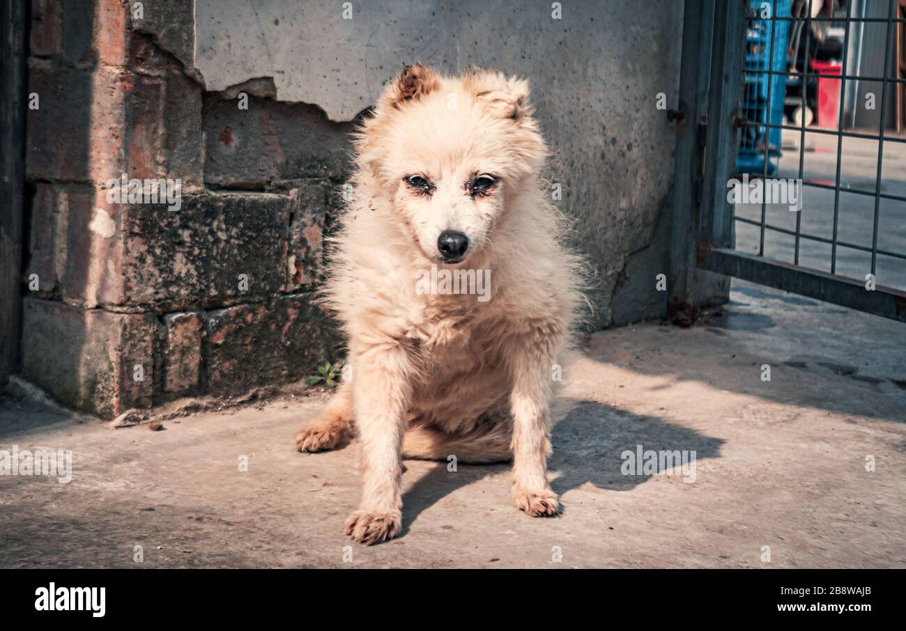 do dogs get sad when rehomed