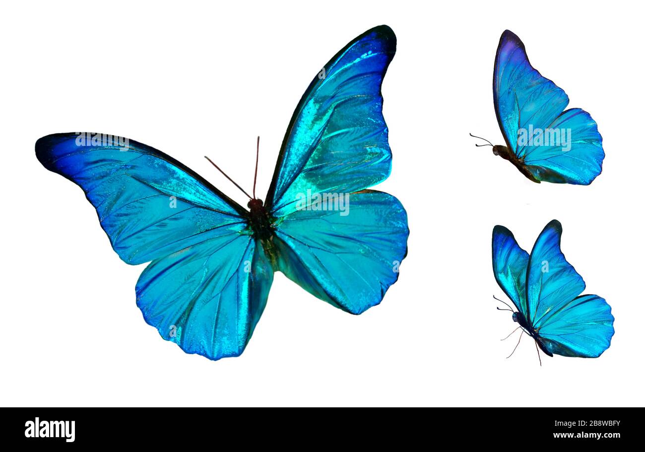 Set of four beautiful blue butterflies Cymothoe excelsa isolated on white background. Butterfly Nymphalidae with spread wings and in flight. Stock Photo