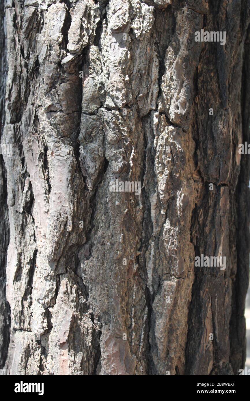 Old Wood Tree Texture Background Pattern Stock Photo - Alamy