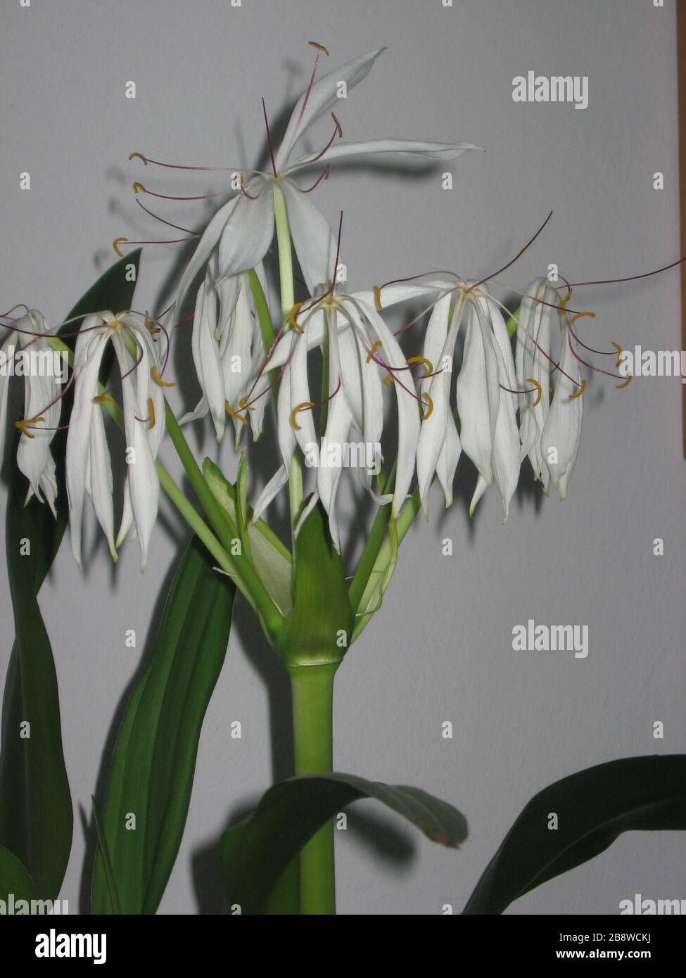 'Polski: kwiat nieznanej rośliny doniczkowej Crinum asiaticum (?), kwitnącej jesienią (w październiku, listopadzie lub grudniu); 5 October 2008, 15:28:11 (according to Exif data); Own work; Julo; ' Stock Photo