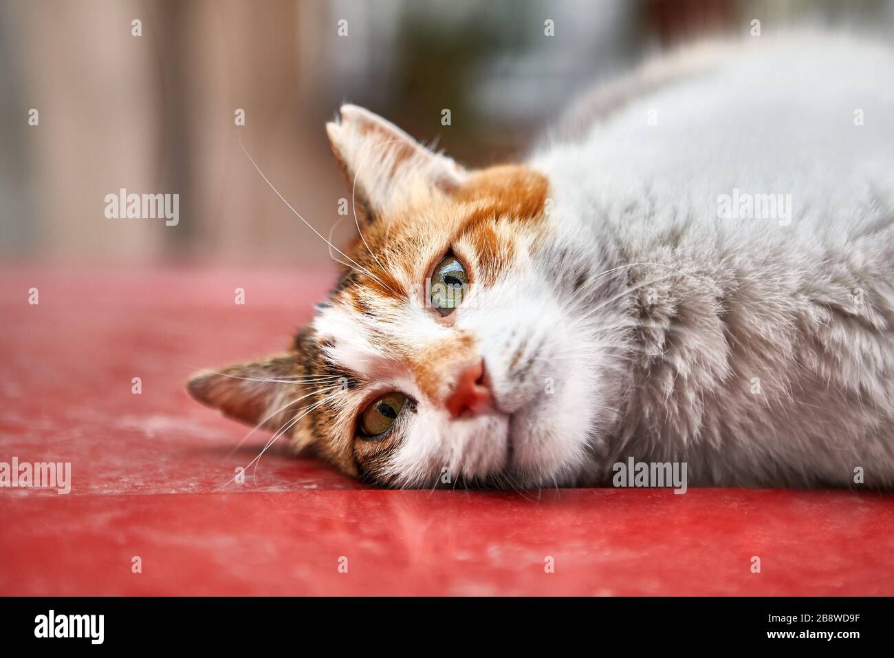 A stray cat is resting on the roof of a red car in Turkish Istanbul. Stock Photo