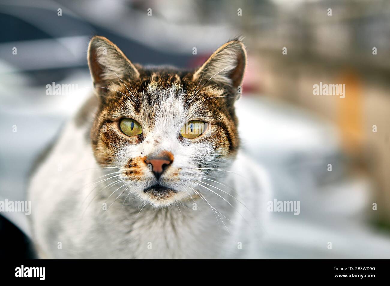 Stray animal in winter Istanbul, a dirty scratched homeless cat is resting on the street, selective focus. Stock Photo