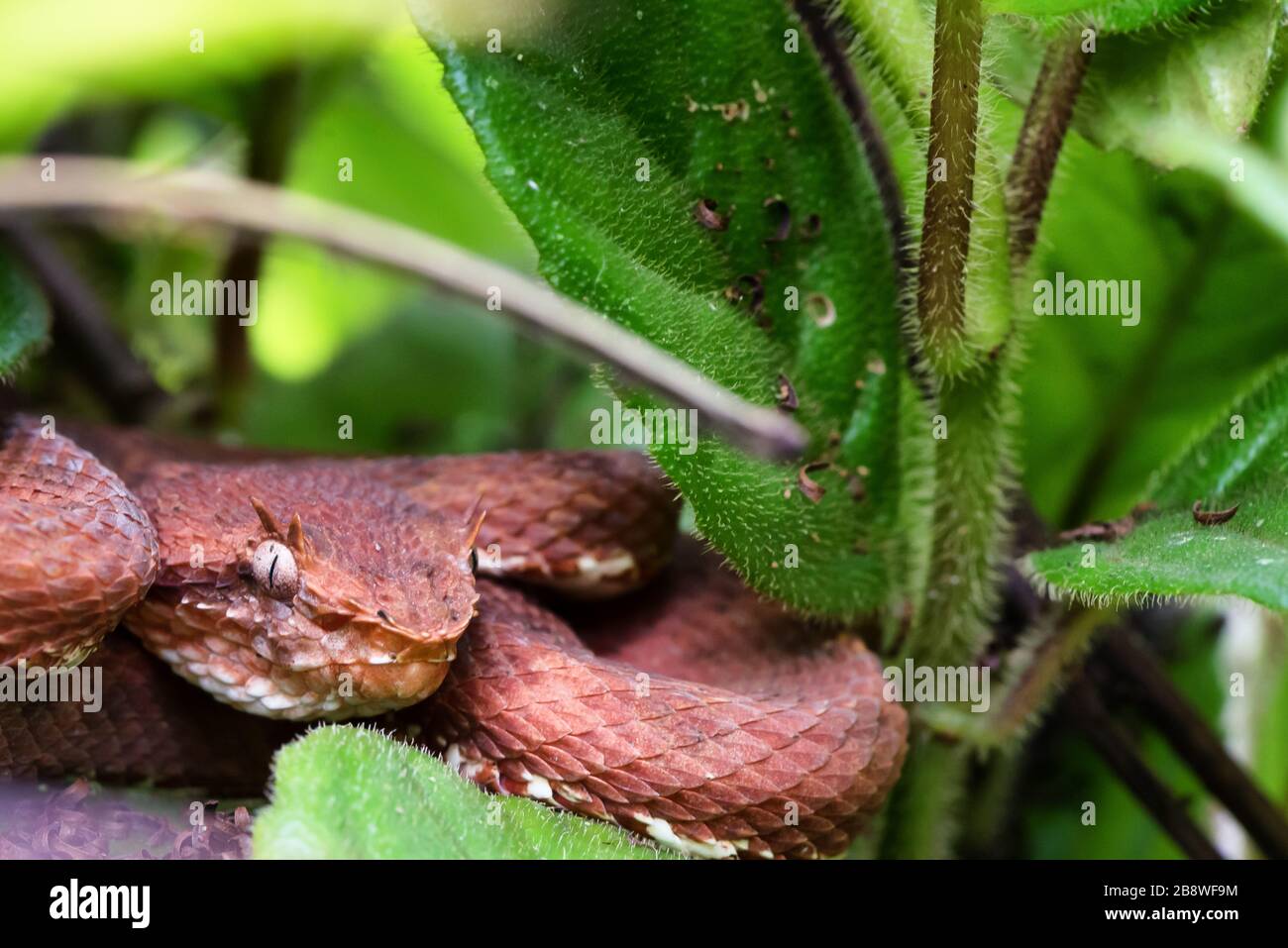 Portrait of Eyelash palm pit viper (Bothriechis schlegelii) or oropel. Volcano Arenal forest, Costa Rica. Stock Photo