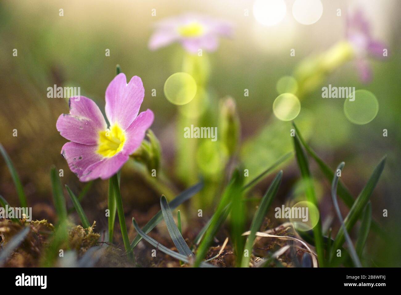 primula acaulis primrose flower with bokeh, shallow dof image Stock Photo