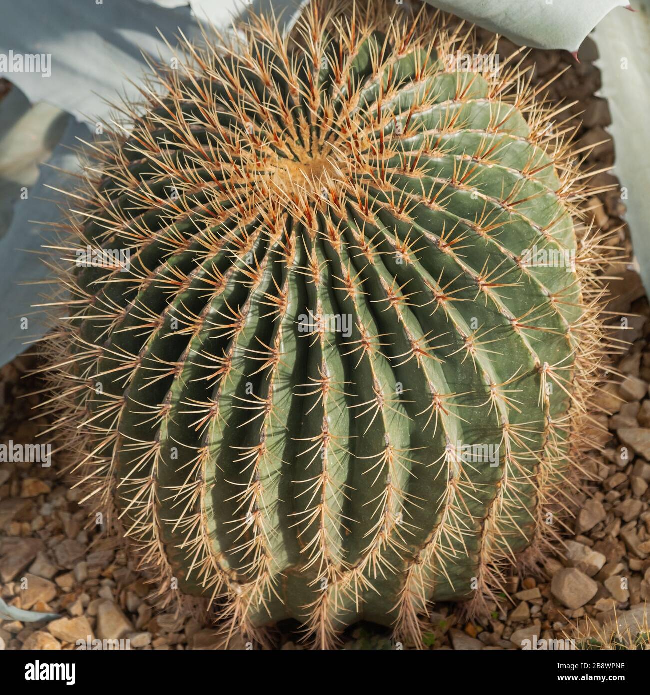 an-example-of-a-barrel-cactus-ferocactus-echidne-stock-photo-alamy