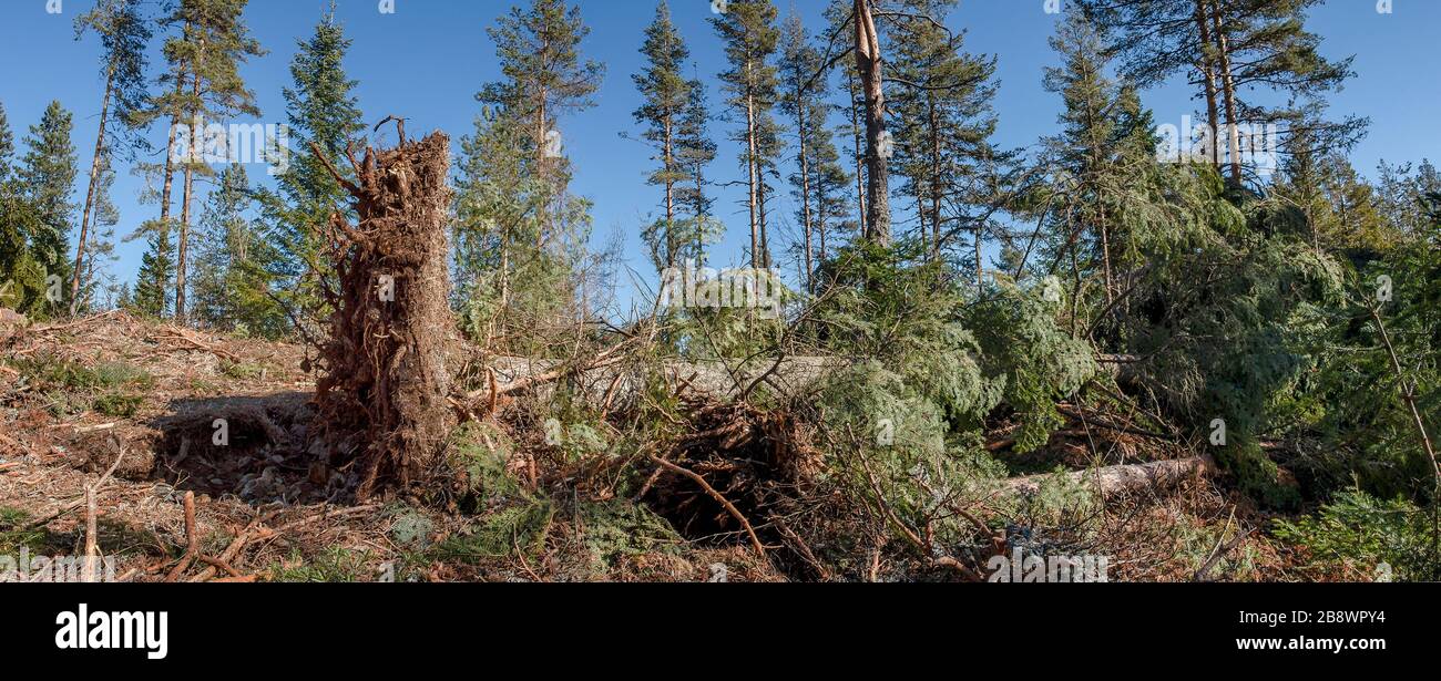 High winds trees hi-res stock photography and images - Alamy