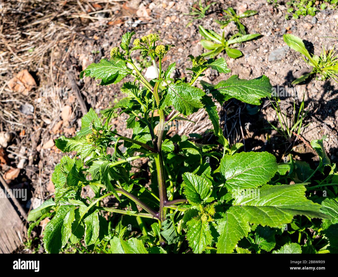 Parsnip Pastinaca sativa, umbellifer garden background Stock Photo