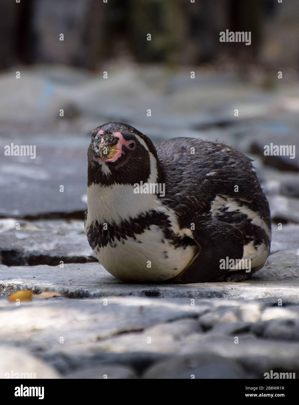 Peruvian chilean fauna hi-res stock photography and images - Alamy