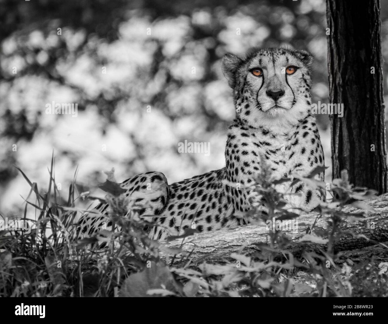 A black and white image of a Cheetah with it's eyes in their orignal ...