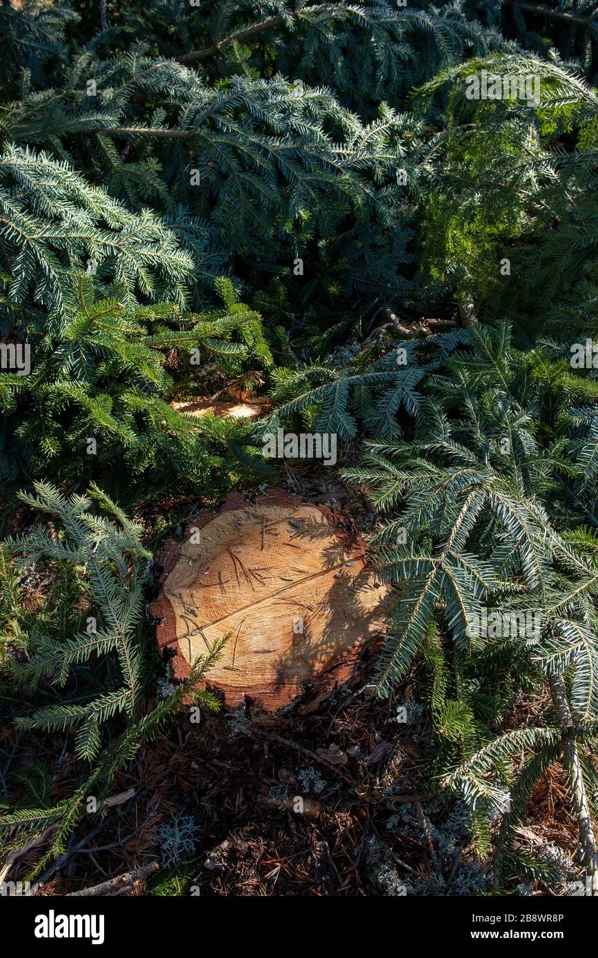 Extinct Timber Timber harvesting and logging. Deforestation and endangered nature ...