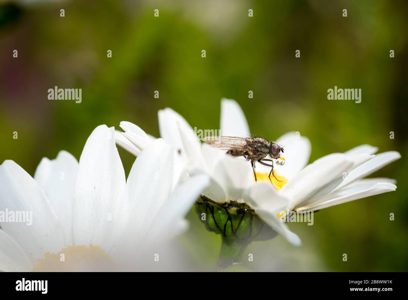 Macro shot of a honey bee collecting nectar on a white English daisy flower. Stock Photo