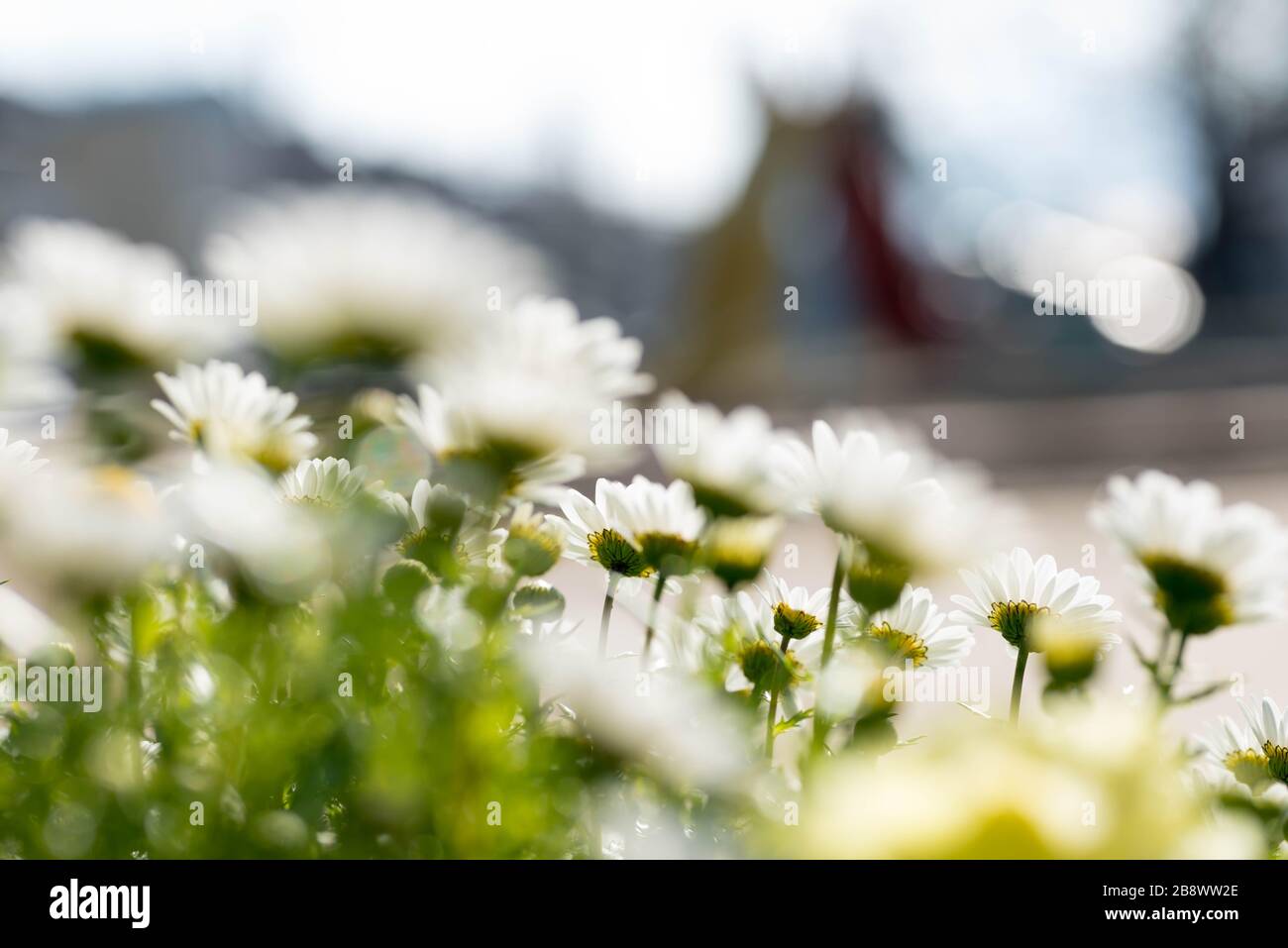 Garden english daisy hi-res stock photography and images - Alamy