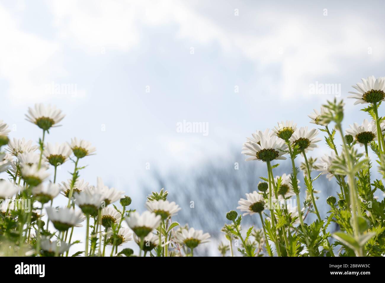 Garden english daisy hi-res stock photography and images - Alamy