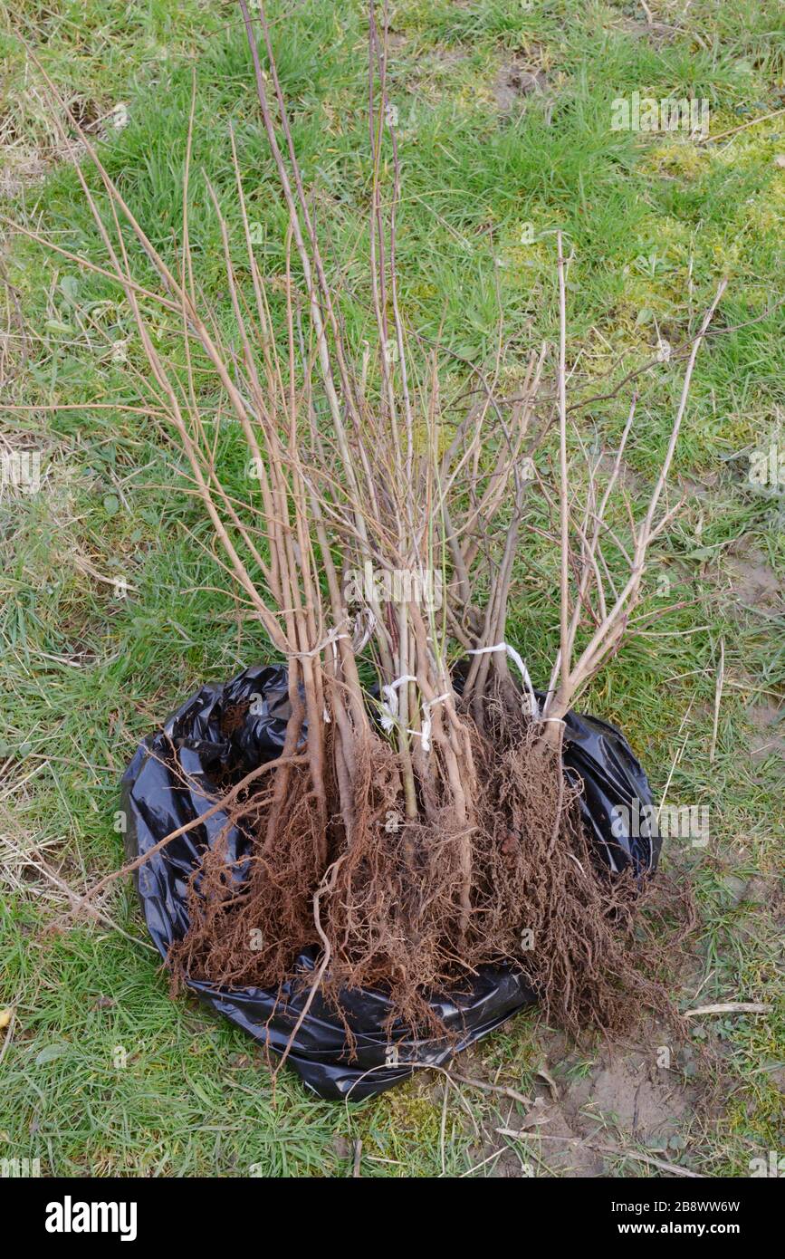 A bundle of native British trees, bare rooted planting stock, Wales, UK Stock Photo