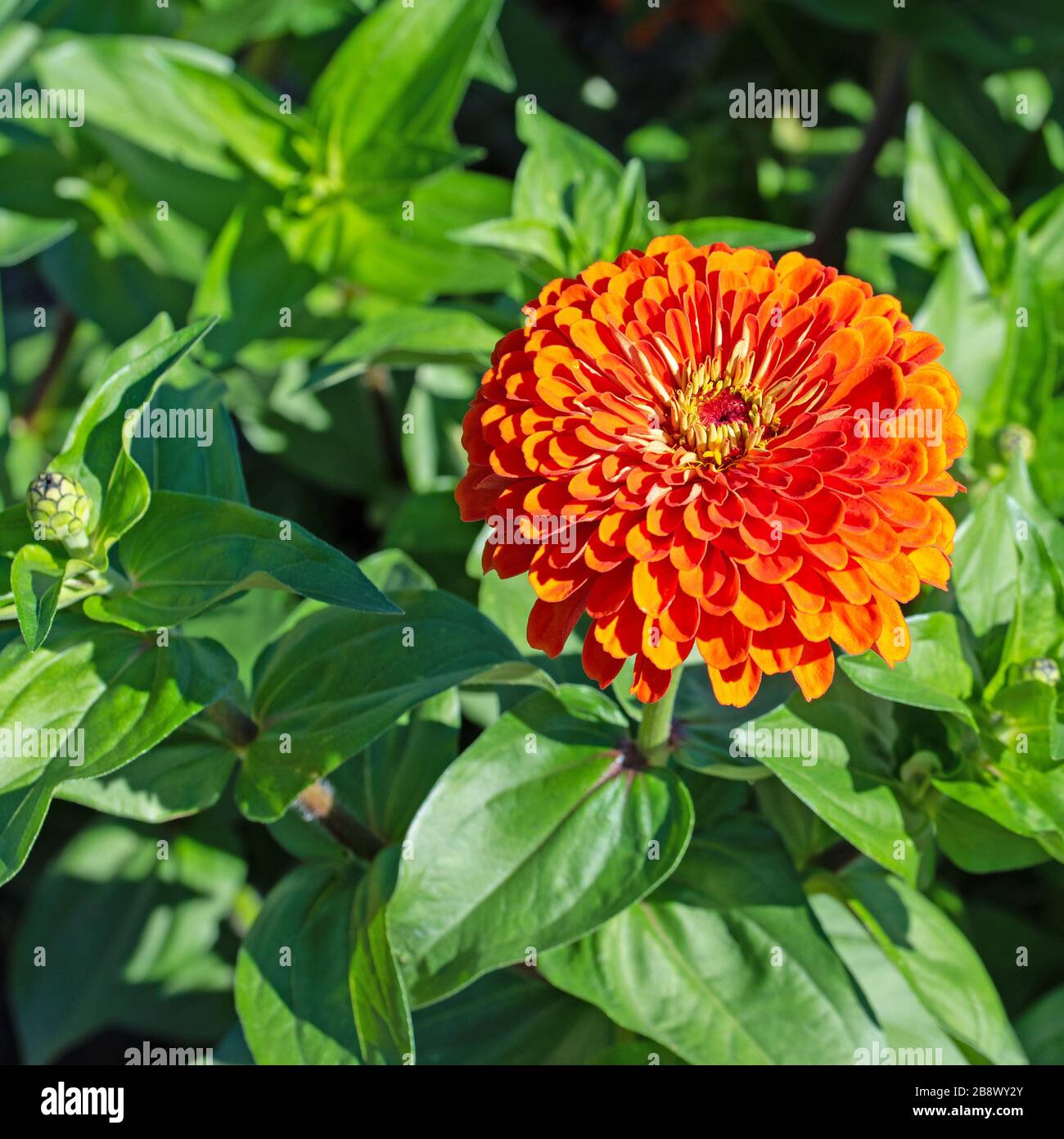 Zinnias Plant Hi Res Stock Photography And Images Alamy