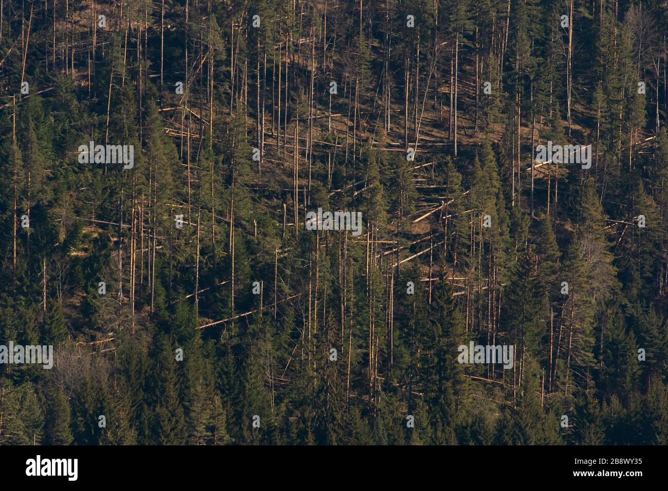 A hurricaneforce wind knocked down trees in a forest Stock Photo Alamy