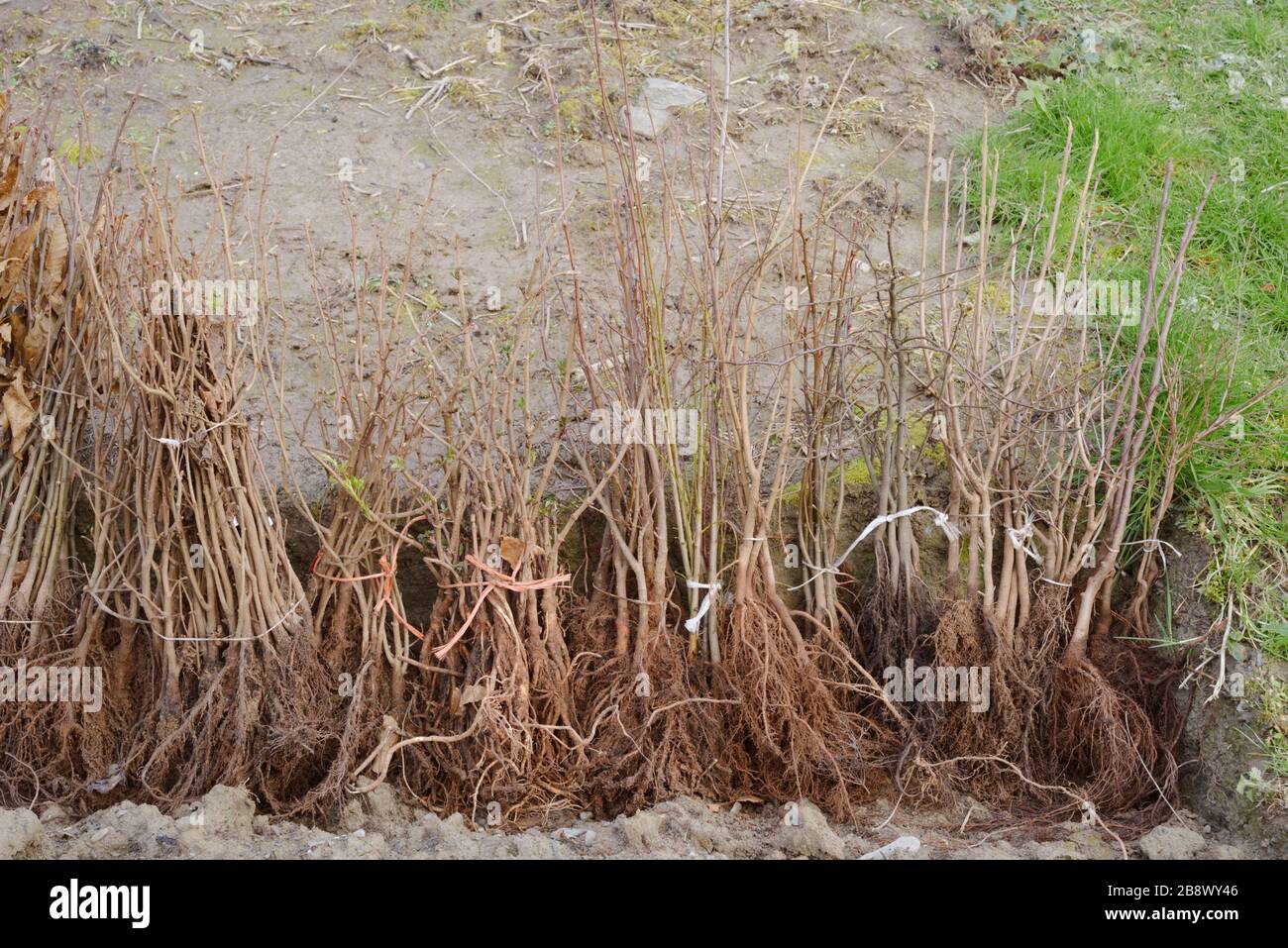 Bundles of native British trees, bare rooted planting stock, Wales, UK Stock Photo