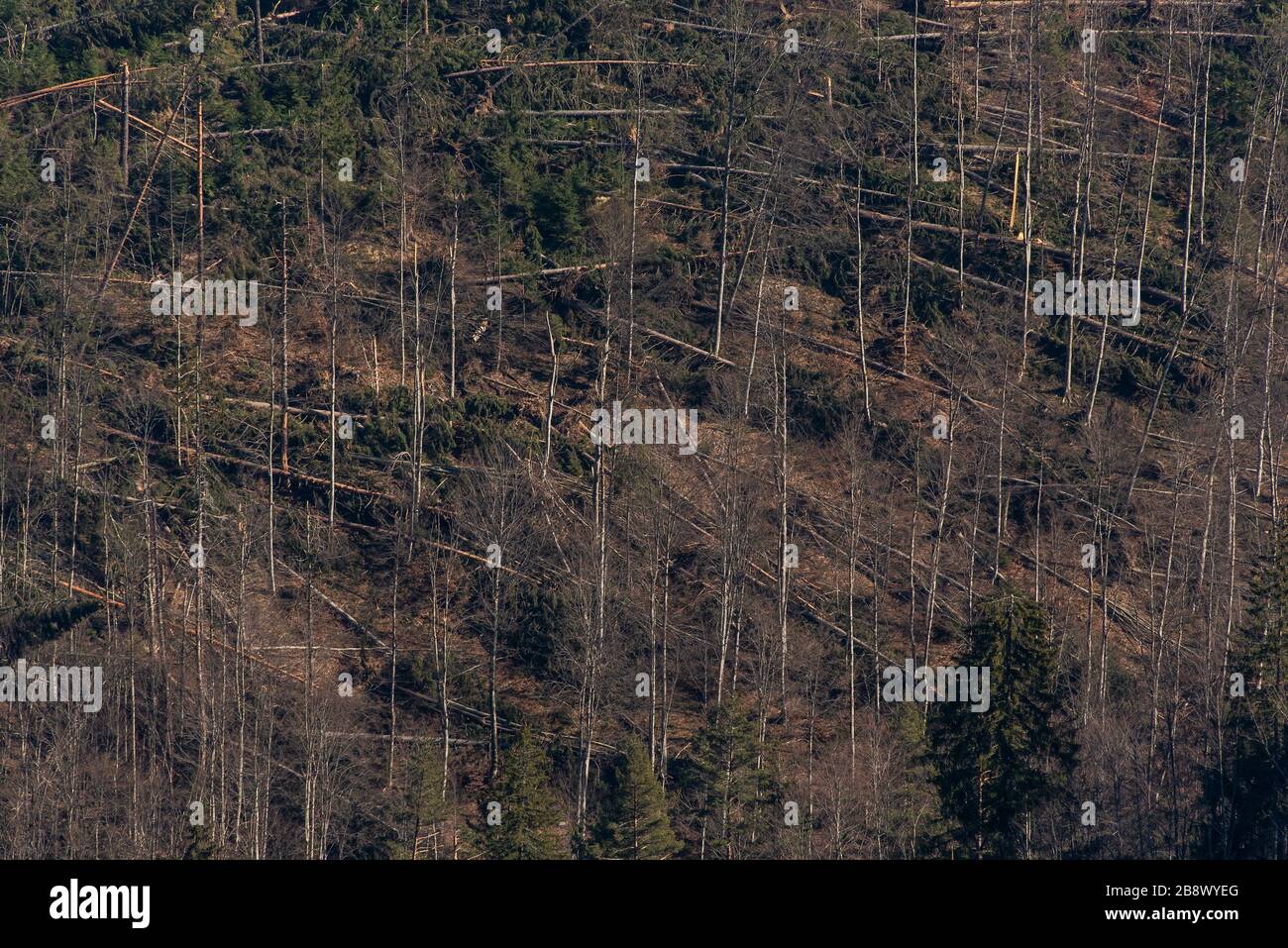 A hurricaneforce wind knocked down trees in a forest Stock Photo Alamy