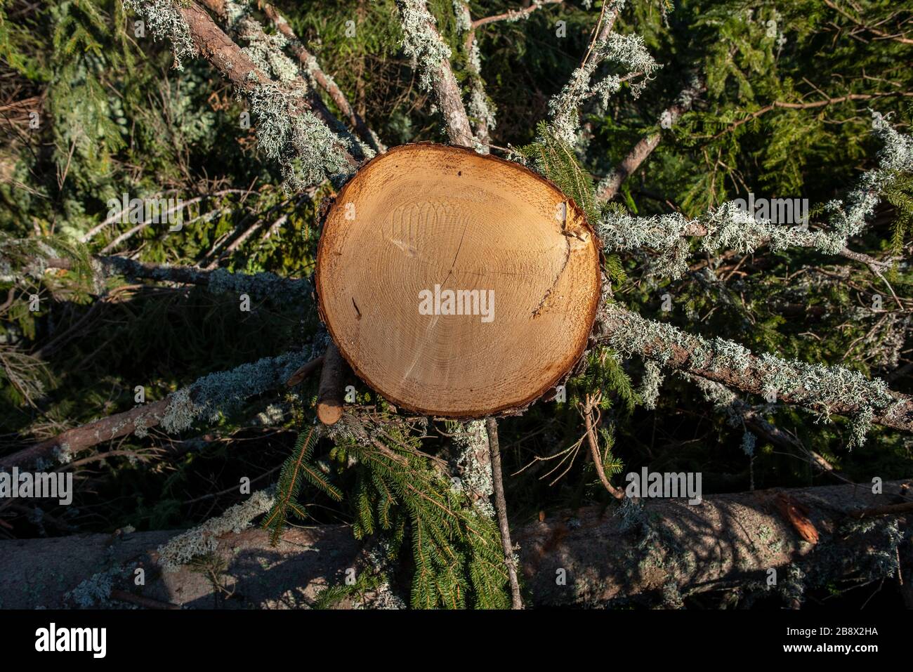 Extinct Timber Timber harvesting and logging. Deforestation and endangered nature ...