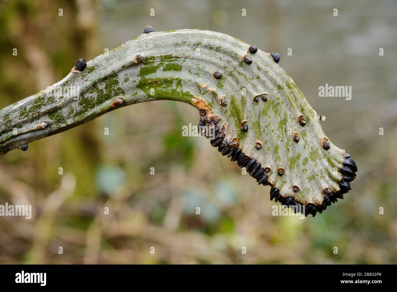 Distorted and flattened apical bud on epicormic growth caused by infection with Hymenoscyphus fraxineus, Ash Dieback fungal disease, Wales, UK. Stock Photo