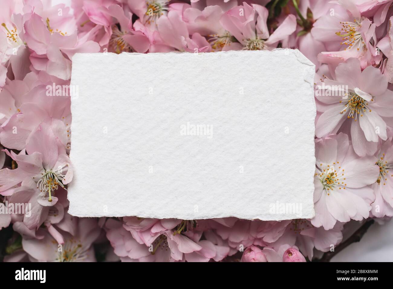 Feminine wedding, birthday mockup scene. Closeup of blank cotton paper card, invitation on pink floral petals. Sakura, japanese cherry tree blossoms, Stock Photo