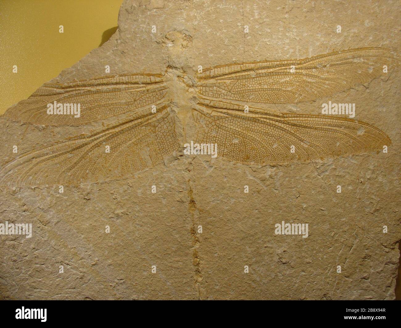 Fossil dragonfly hi-res stock photography and images - Alamy