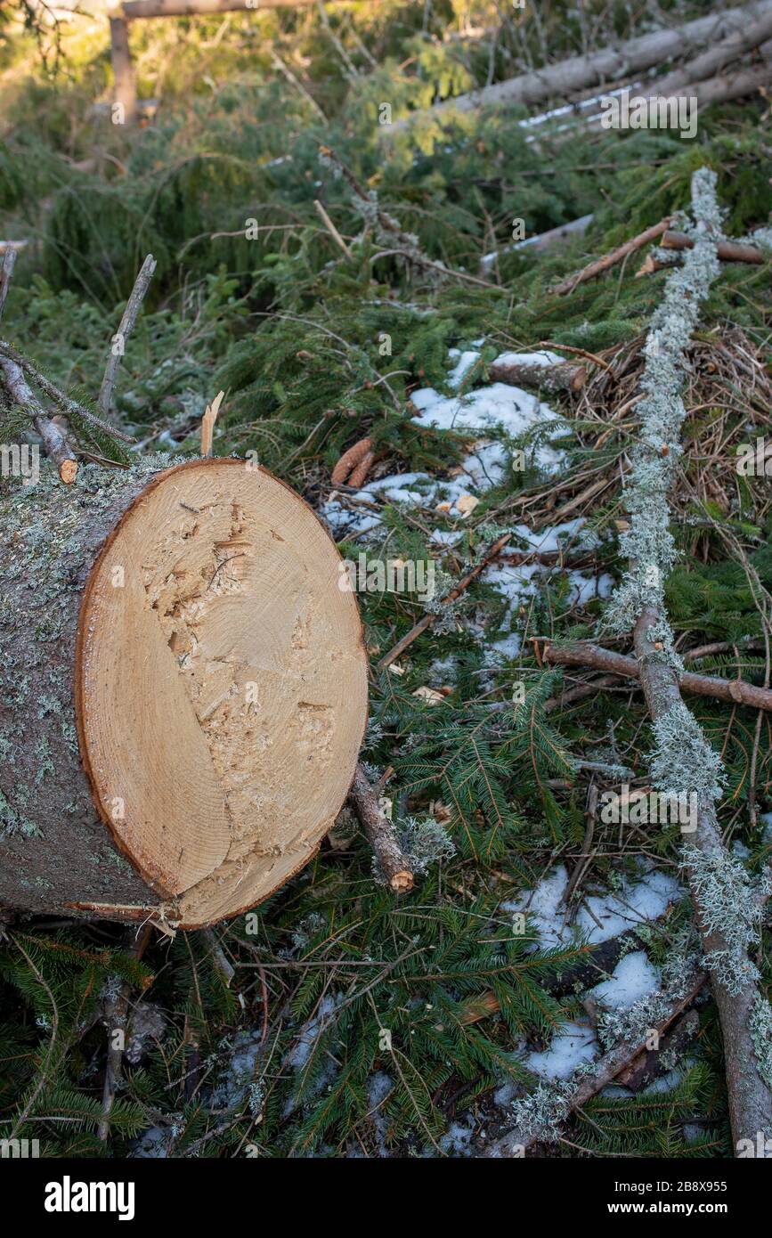 Extinct Timber Timber harvesting and logging. Deforestation and endangered nature ...