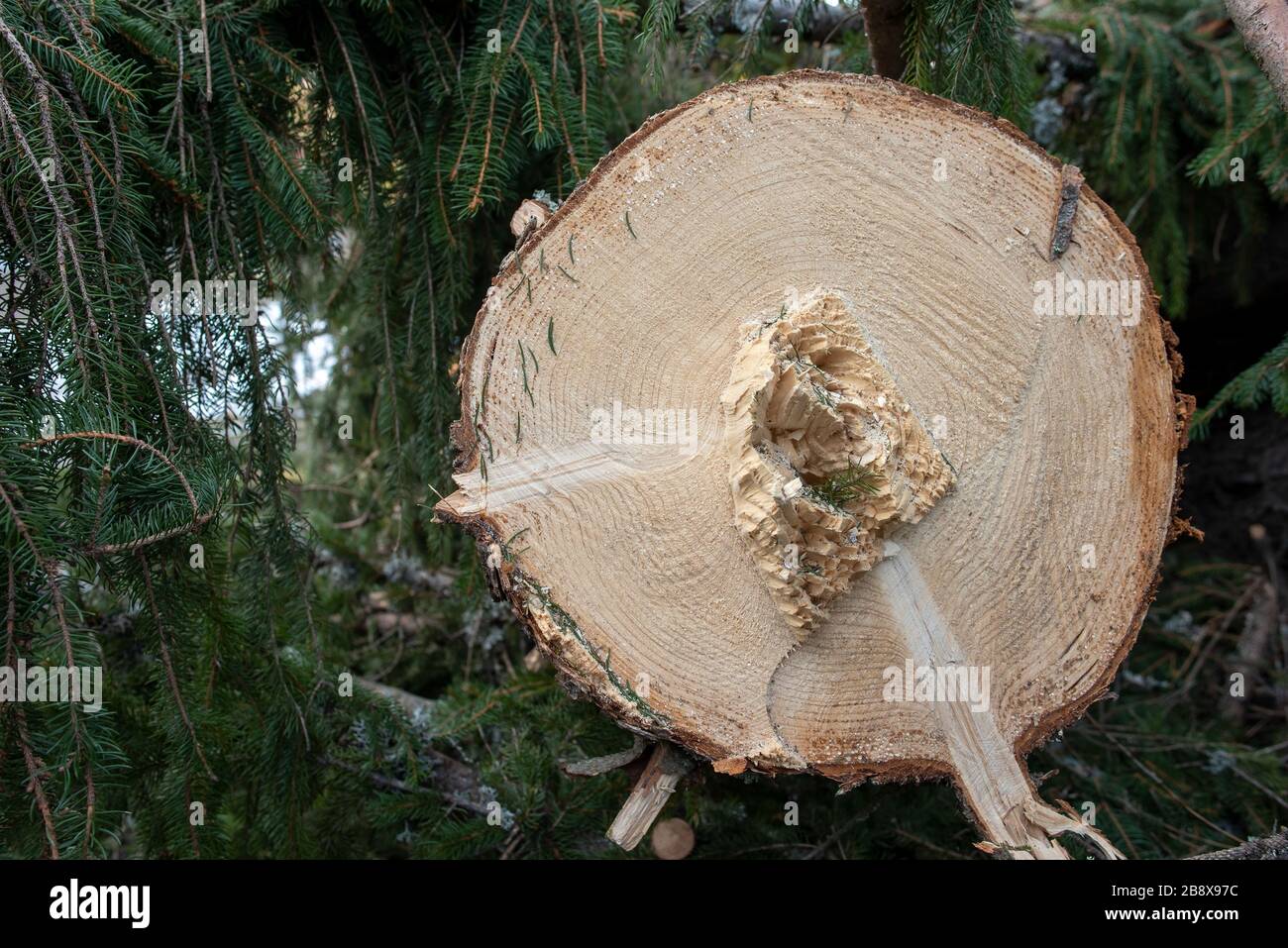 Extinct Timber Timber harvesting and logging. Deforestation and endangered nature ...