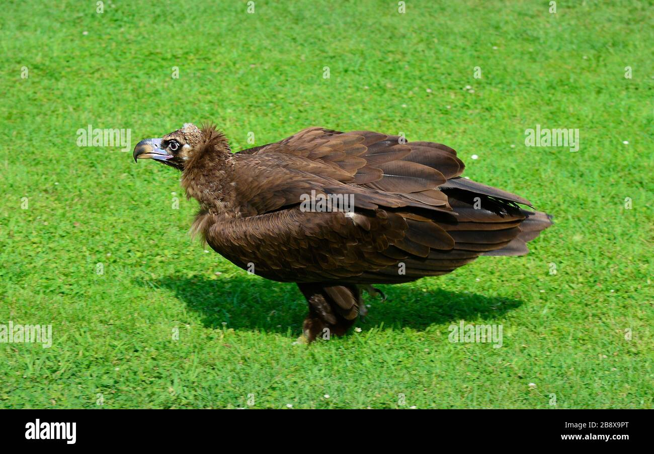 Zoology, european griffon vulture Stock Photo - Alamy