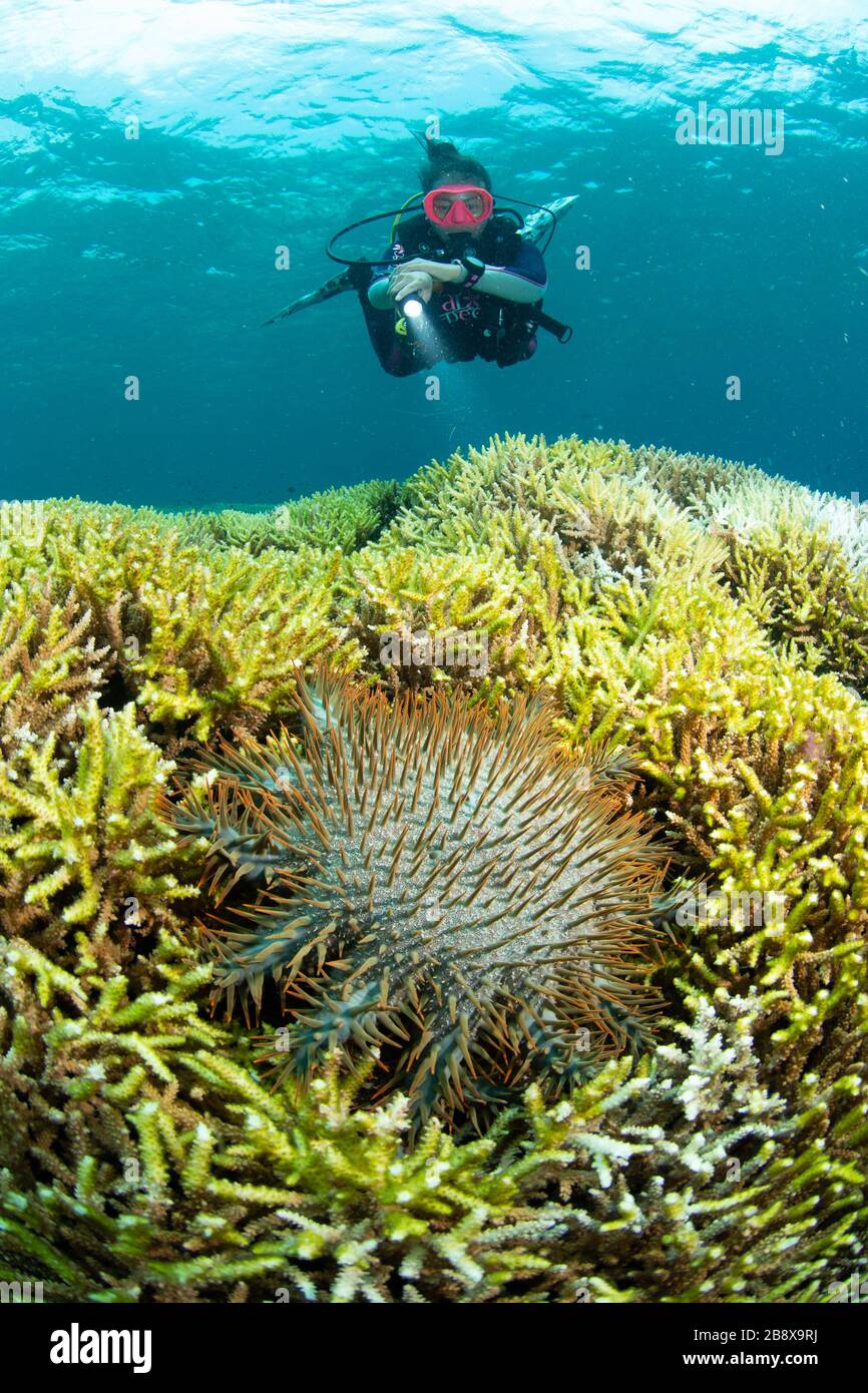 Crown of thorn starfish eating coral Bunaken Oasis dive resort. Manado. N.Sulawasia. Indonesia. Stock Photo