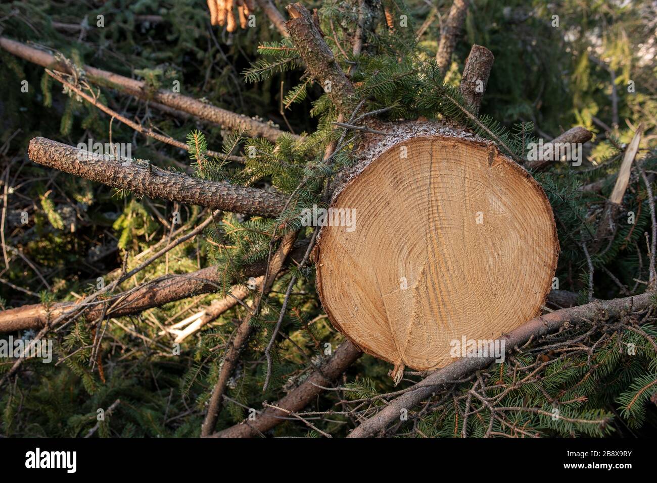 Timber harvesting and logging. Deforestation and endangered nature ...