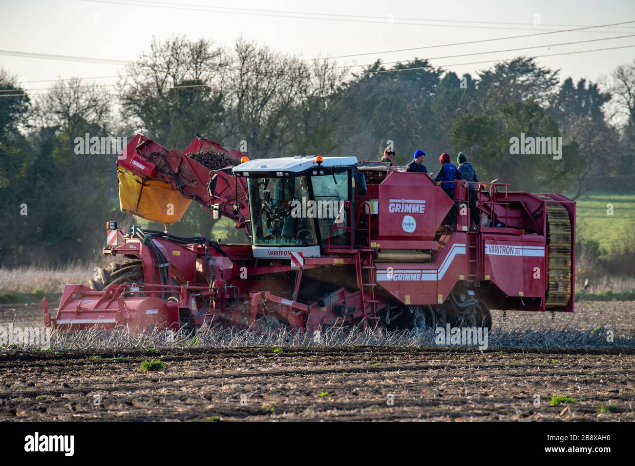 Kilberry, County Meath, Ireland. 22nd March, 2020.Paul Finnegan and members of his extended family harvest rooster potatoes in Kilberry, County Meath.A 5th generation farm Finnegan's have seen a 400% increase in demand for potatoes since the Covid19 virus outbreak as consumers stock up on potatoes, a staple ingredient in the Irish diet. Finnegans suppy to some of the largest supermarket chains in the country. Credit: Barry Cronin/Alamy Live News Stock Photo