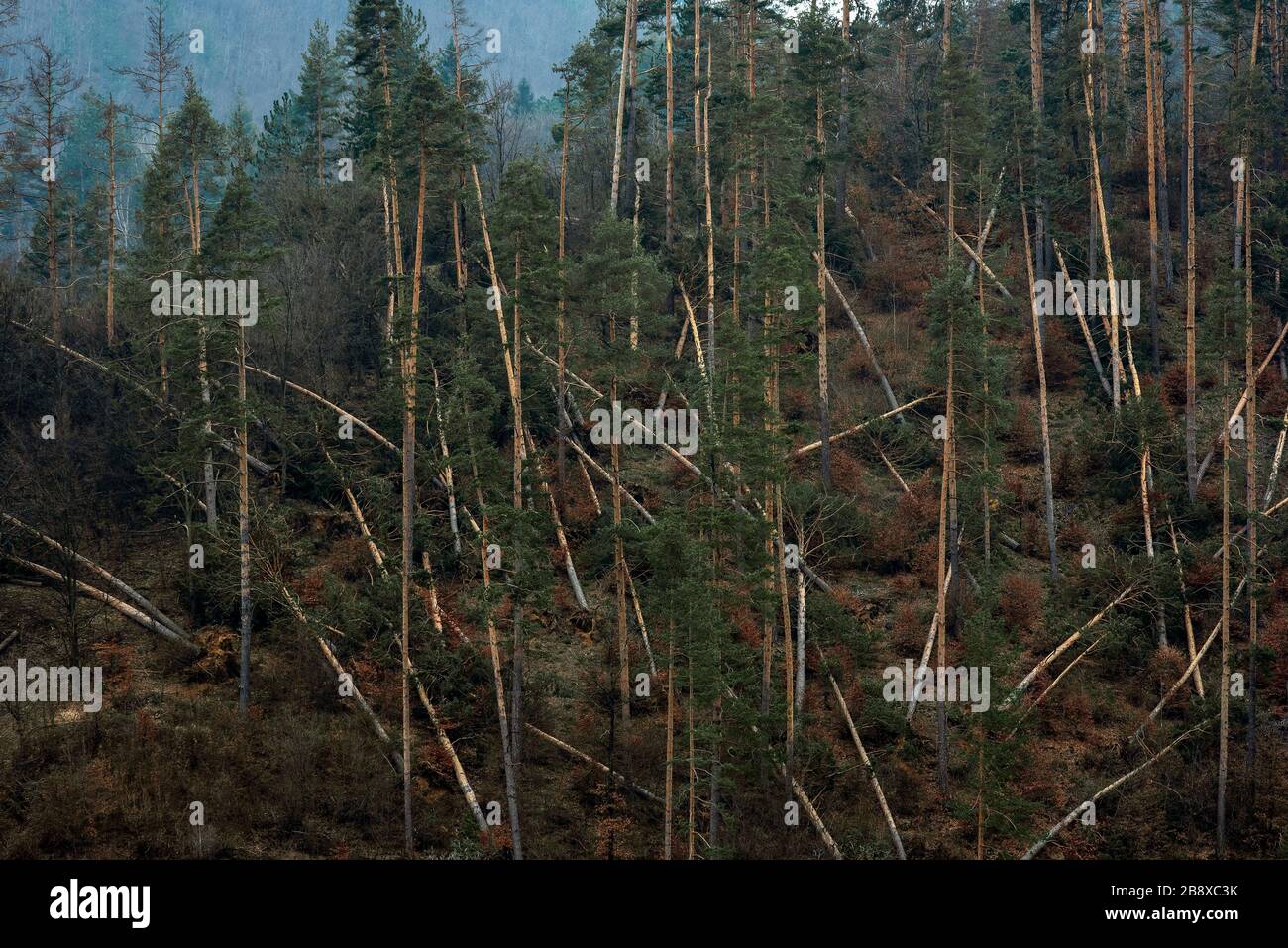 A hurricaneforce wind knocked down trees in a forest Stock Photo Alamy