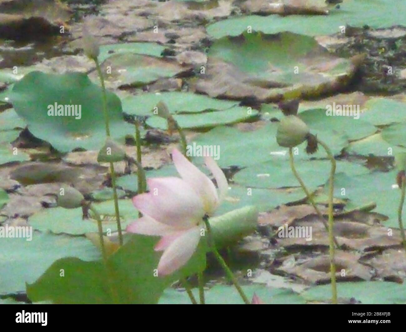 English Lotus Pond At Purameri Own Work This File Is Lacking Author Information Stock Photo Alamy English Lotus Pond At Purameri Own Work This File Is Lacking Author Information Stock Photo Alamy