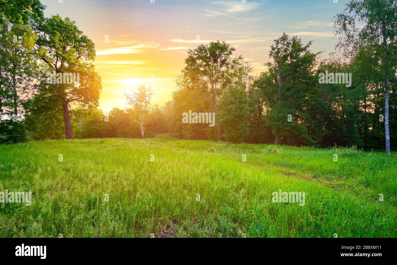 Sunny meadow with green grass and trees Stock Photo - Alamy