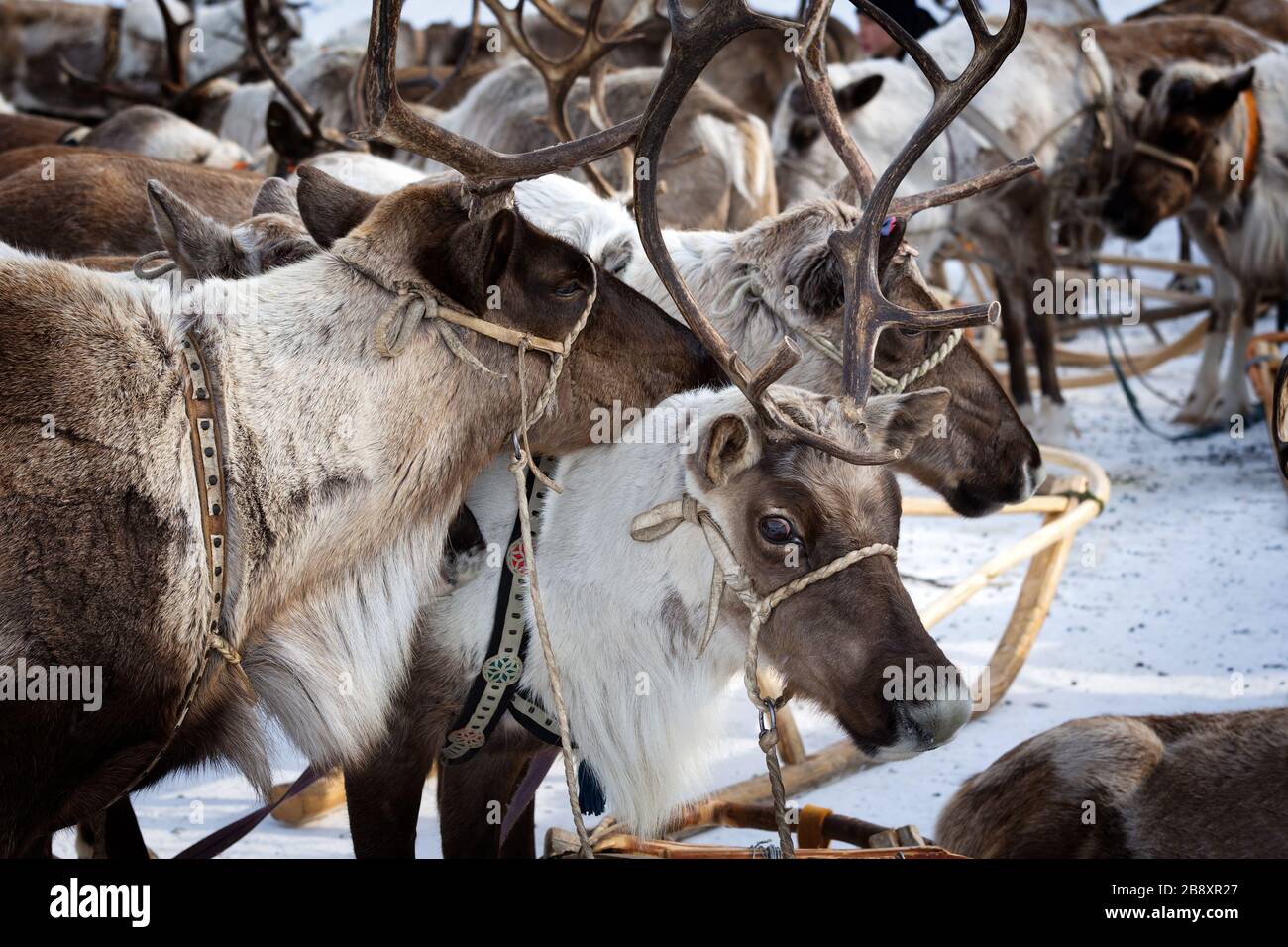 A Herd Of Reindeers In A Festive Harness With A Sleigh Stock Photo Alamy