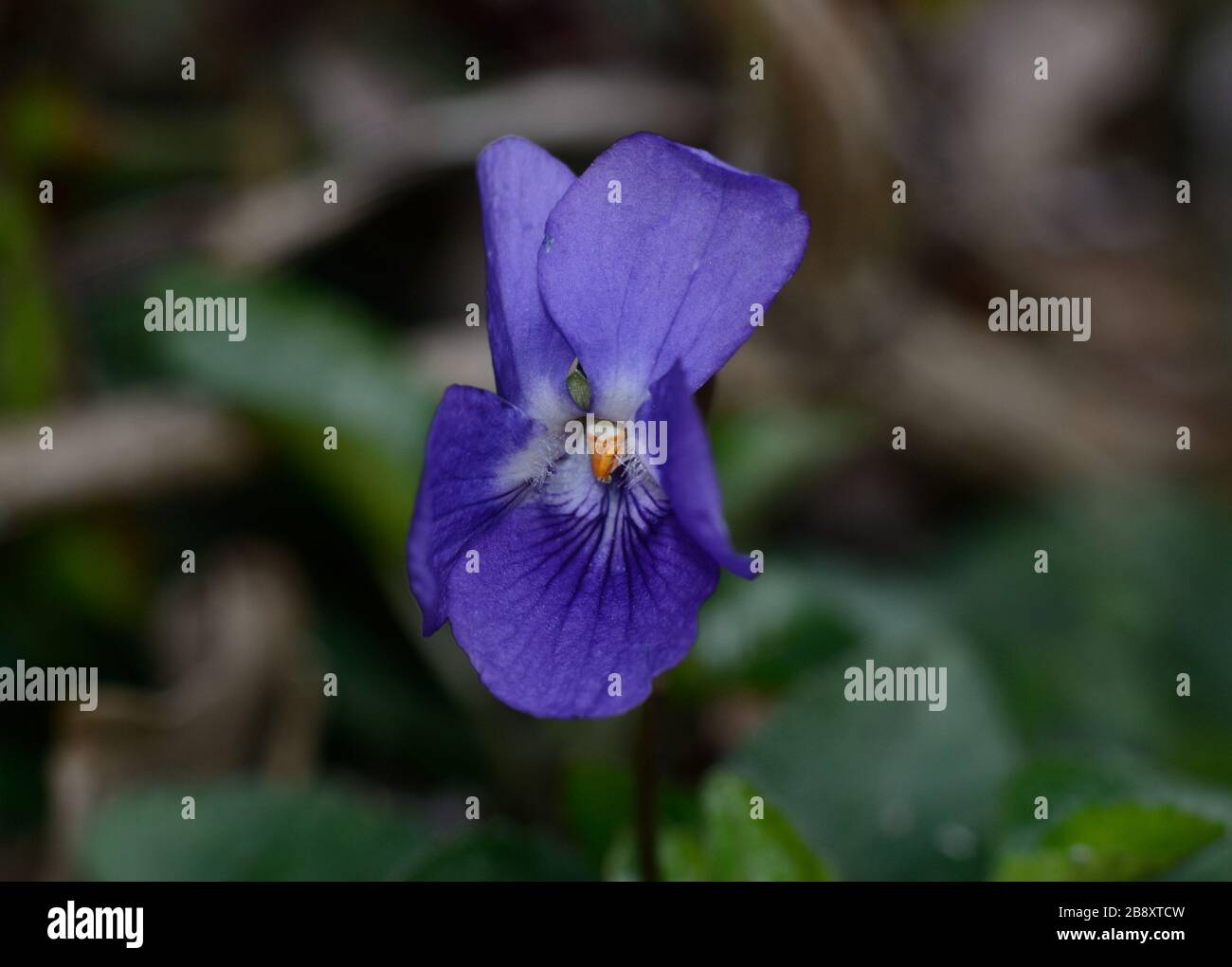 close-up of purple violet flower on a country meadow on blurred background Stock Photo