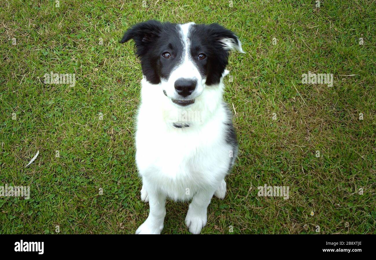 English: Black and white Border Collie at 4 months; 14 August 2006; Own  work; Ab250 at English Wikipedia Stock Photo - Alamy