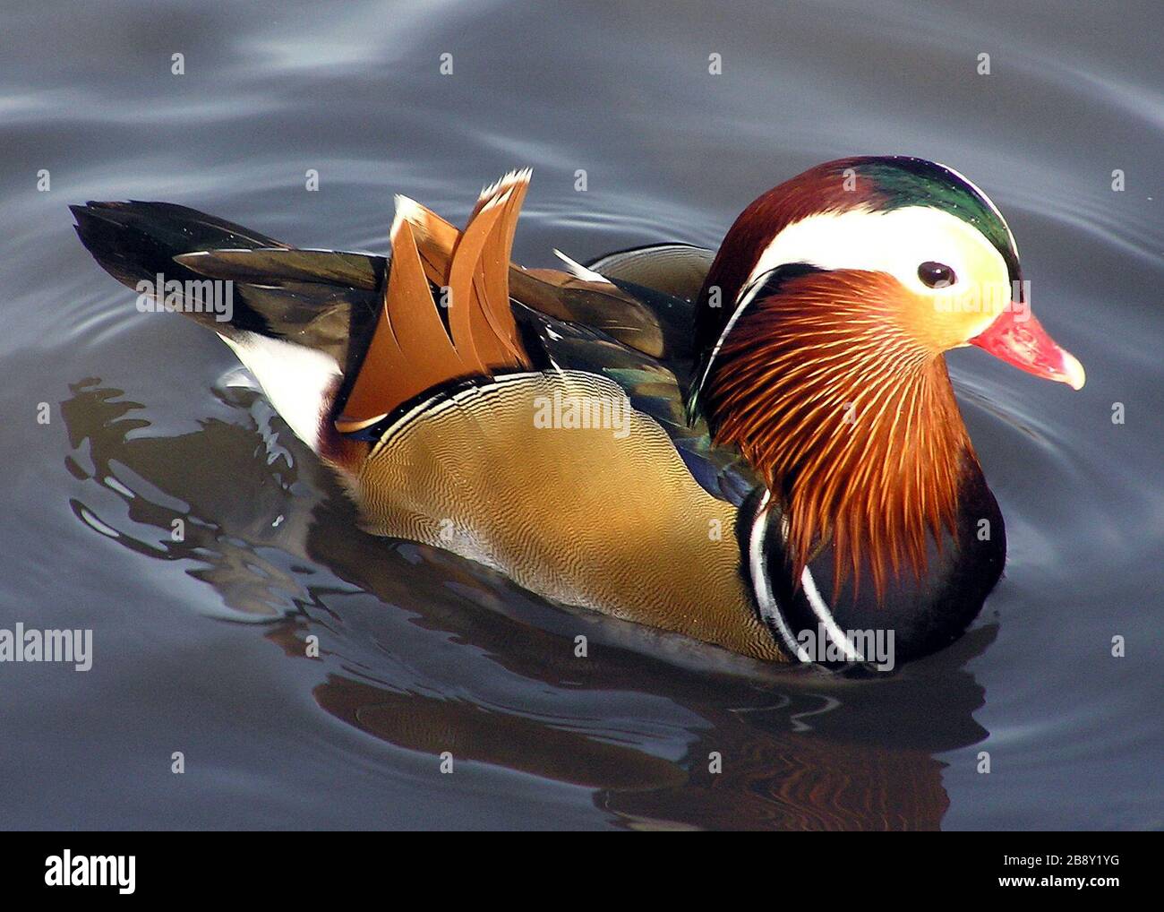 Canard Wing High Resolution Stock Photography And Images Alamy Canard Wing High Resolution Stock Photography And Images Alamy