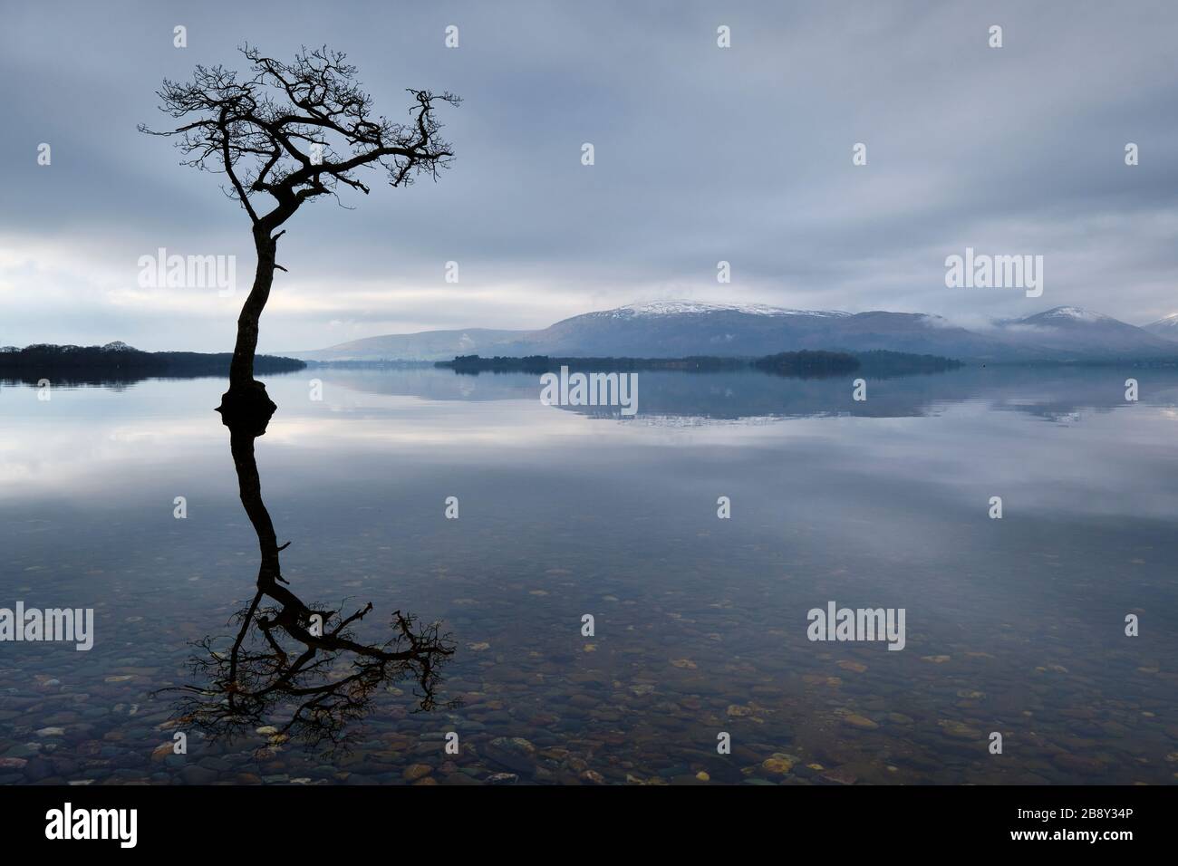 Lone tree in Loch Lomond, near Milarrochy Bay, Loch Lomond, Scotland Stock Photo