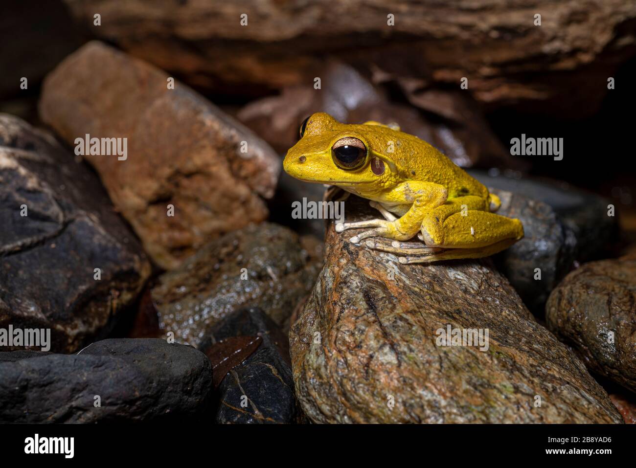 Northern stony creek frogs (Litoria jungguy) near water at night in Queensland rainforest, Australia Stock Photo